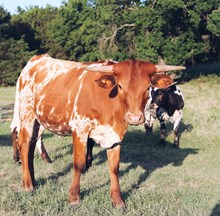 HK Cuddle Up Cowboy