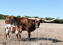 HL Fully Loaded x WL Jammin Ariel 