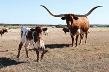 HL Fully Loaded x Riverforks Ready Made